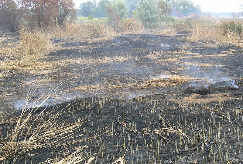 С тлением почвы будут бороться водой с Голубых озер